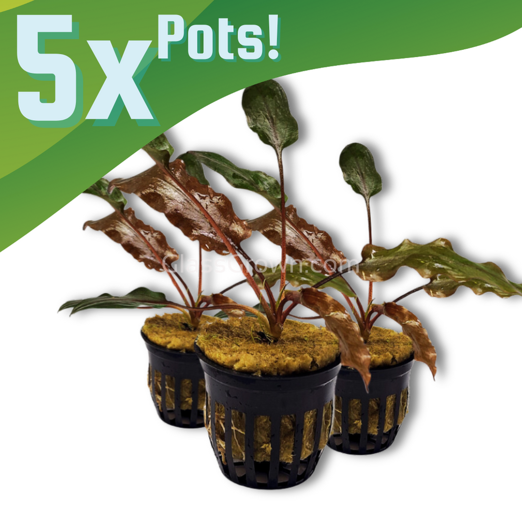 Cryptocoryne Wendtii Red 3 Pots-Aquatic Plants-Glass Grown-5x Pots-Glass Grown Aquatics-Aquarium live fish plants, decor