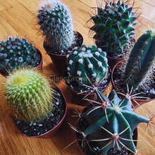 Load image into Gallery viewer, Assorted Cactus Plants 2&quot; (3 Pots)-Indoor &amp; Outdoor Plants-Glass Grown-Glass Grown Aquatics-Aquarium live fish plants, decor
