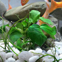 Load image into Gallery viewer, Mystery Anubias-Aquatic Plants-Glass Grown Aquatics-Single-Glass Grown Aquatics-Aquarium live fish plants, decor
