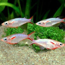 Load image into Gallery viewer, Daisy&#39;s Blue Ricefish 6 Pack-Live Animals-Glass Grown Aquatics-School of 6-Glass Grown Aquatics-Aquarium live fish plants, decor
