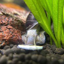 Load image into Gallery viewer, Dark Purple Mystery Snail-Live Animals-Glass Grown-Pack of Three Snails-Glass Grown Aquatics-Aquarium live fish plants, decor
