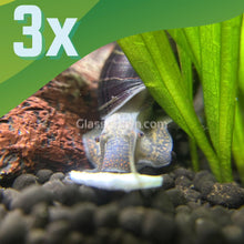 Load image into Gallery viewer, Dark Purple Mystery Snail-Live Animals-Glass Grown-Pack of Three Snails-Glass Grown Aquatics-Aquarium live fish plants, decor
