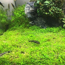 Load image into Gallery viewer, Dwarf Baby Tears 4&quot; Coir Mat-Aquatic Plants-Glass Grown-Glass Grown Aquatics-Aquarium live fish plants, decor
