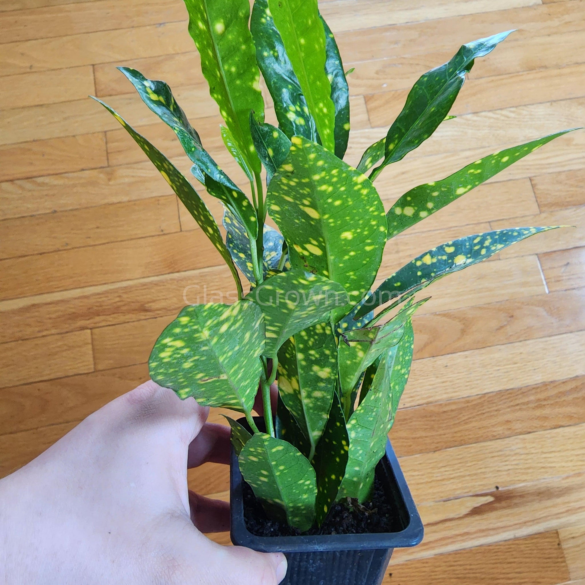 gold dust plant indoor Croton 'Gold Dust' 3" Pot – Glass Grown Aquatics