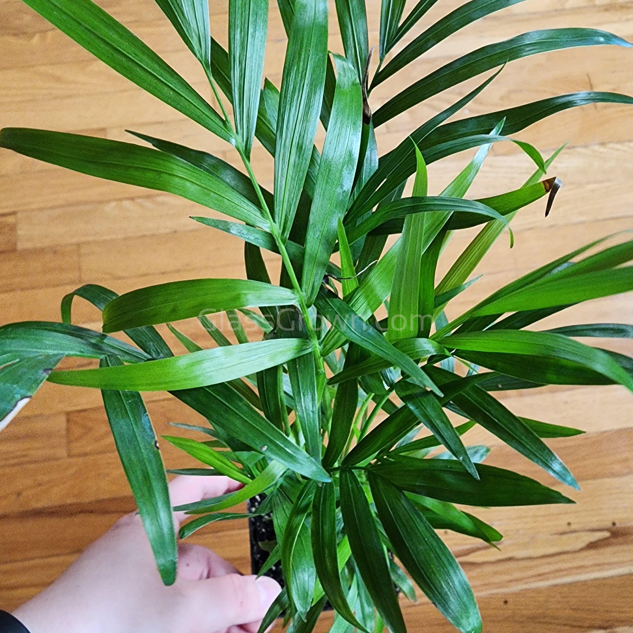 Palm Neanthe bella 3