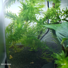 Load image into Gallery viewer, Bunch Anacharis (Elodea or Waterweed)-Aquatic Plants-Glass Grown-Glass Grown Aquatics-Aquarium live fish plants, decor
