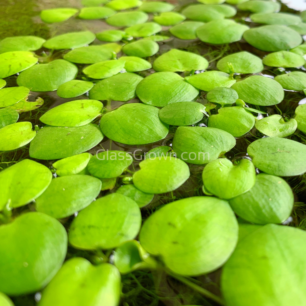 Frogbit