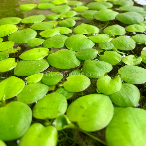 Frogbit 4oz Portion-Aquatic Plants-Glass Grown-Glass Grown Aquatics-Aquarium live fish plants, decor