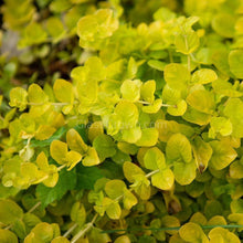 Load image into Gallery viewer, 1 CENT SAMPLE 2oz Mystery Creeping Plant-Aquatic Plants-Glass Grown Aquatics-Glass Grown Aquatics-Aquarium live fish plants, decor

