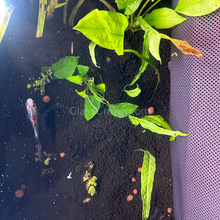 Load image into Gallery viewer, Goldfish Plant Bundle (5 plants)-Aquatic Plants-Glass Grown-Single Pack (5 Plants)-Both Please!-Glass Grown Aquatics-Aquarium live fish plants, decor
