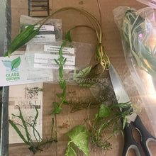 Load image into Gallery viewer, Beginner Aquarium Plants Pack 10x Tiny Trimmings - Grower’s Choice Freshwater Starter Bundle-Aquatic Plants-Glass Grown-Ten Species Pack-No Thanks!-Glass Grown Aquatics-Aquarium live fish plants, decor

