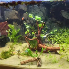 Load image into Gallery viewer, Beginner Aquarium Plants Pack 10x Tiny Trimmings - Grower’s Choice Freshwater Starter Bundle-Aquatic Plants-Glass Grown-Ten Species Pack-No Thanks!-Glass Grown Aquatics-Aquarium live fish plants, decor
