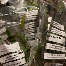 Load image into Gallery viewer, Beginner Aquarium Plants Pack 10x Tiny Trimmings - Grower’s Choice Freshwater Starter Bundle-Aquatic Plants-Glass Grown-Ten Species Pack-No Thanks!-Glass Grown Aquatics-Aquarium live fish plants, decor
