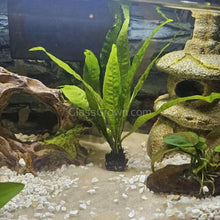Load image into Gallery viewer, Java Fern-Aquatic Plants-Glass Grown-Bare-root-Glass Grown Aquatics-Aquarium live fish plants, decor

