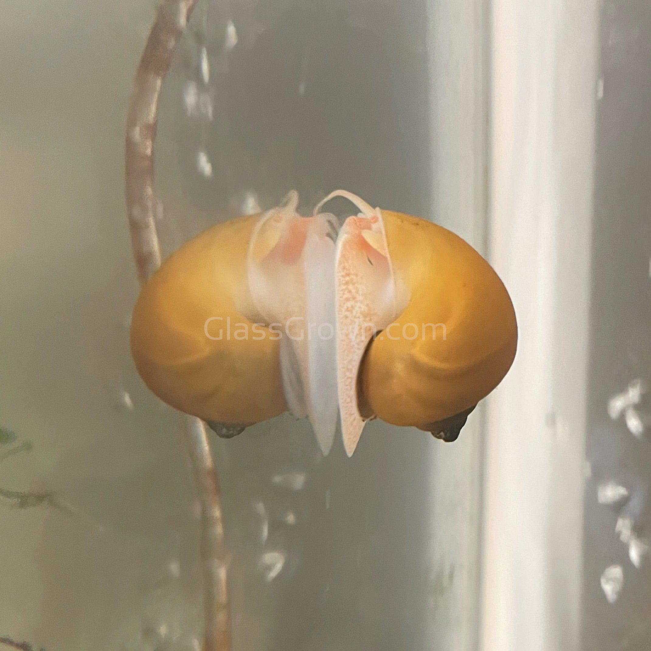 Golden Mystery Snail – Glass Grown Aquatics