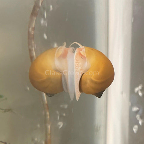 Golden Mystery Snail-Live Animals-Glass Grown-Single Snail-Glass Grown Aquatics-Aquarium live fish plants, decor