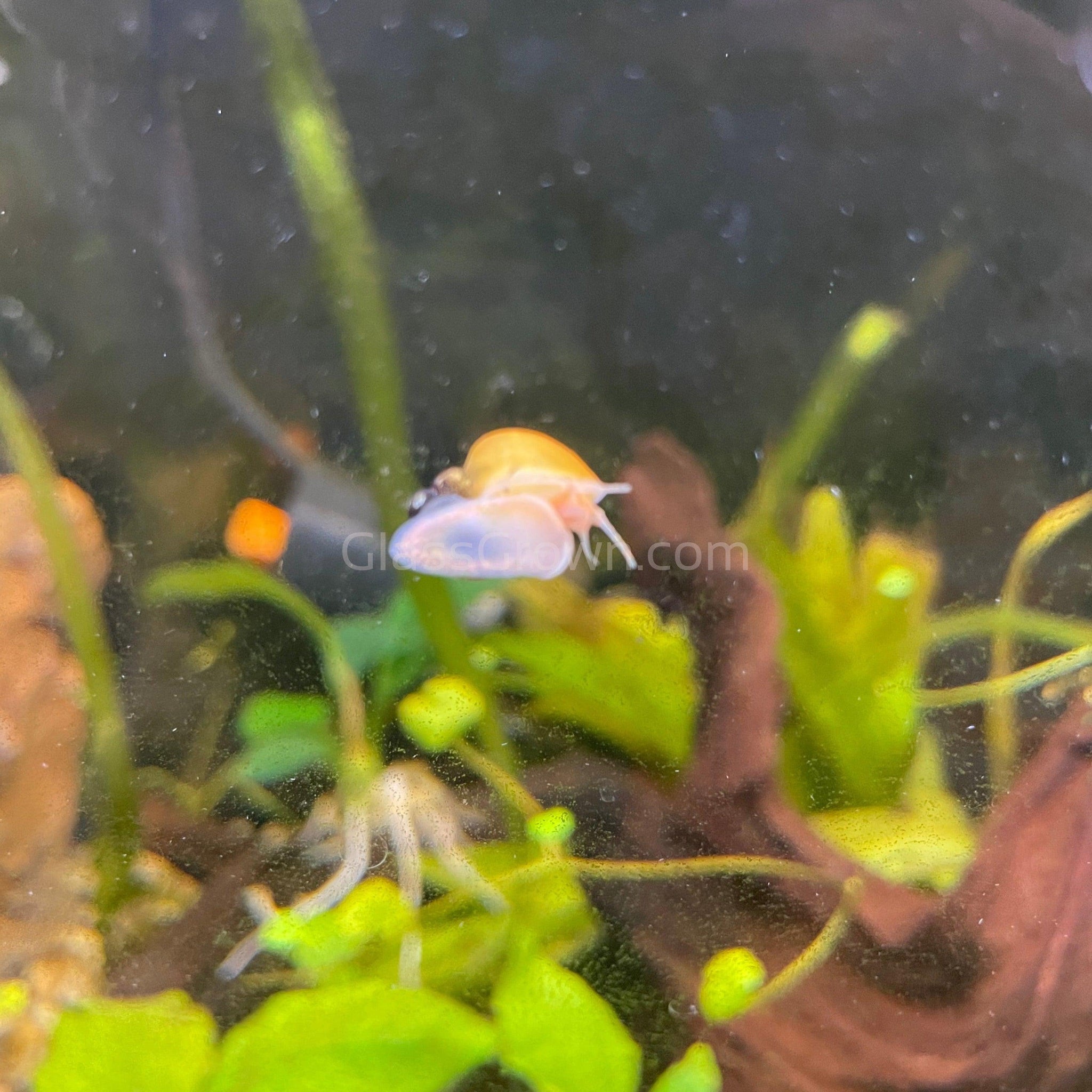 Golden Mystery Snail – Glass Grown Aquatics