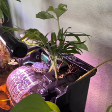Load image into Gallery viewer, Bella Palm-Aquatic Plants-Glass Grown-Glass Grown Aquatics-Aquarium live fish plants, decor
