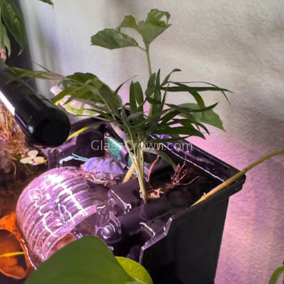 bella palm aquarium plant Bella Palm – Glass Grown Aquatics