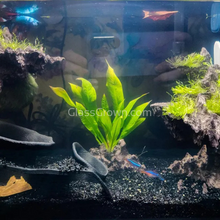Load image into Gallery viewer, Amazon Sword-Aquatic Plants-Glass Grown-Glass Grown Aquatics-Aquarium live fish plants, decor
