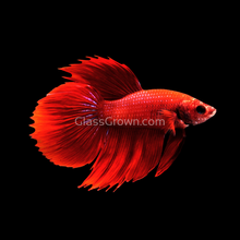 Load image into Gallery viewer, Male Super Red Halfmoon Betta-Live Animals-Glass Grown-Glass Grown Aquatics-Aquarium live fish plants, decor
