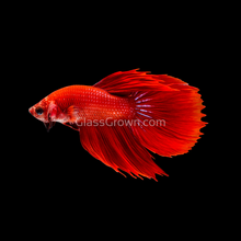 Load image into Gallery viewer, Male Super Red Halfmoon Betta-Live Animals-Glass Grown-Glass Grown Aquatics-Aquarium live fish plants, decor

