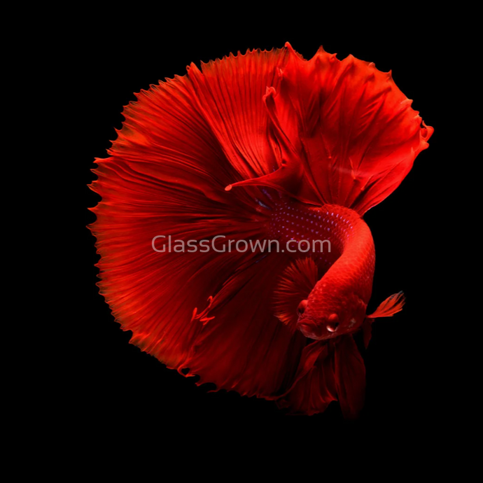Super Red Male Betta-Live Animals-Glass Grown-Glass Grown Aquatics-Aquarium live fish plants, decor