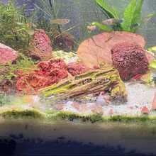Load image into Gallery viewer, Organic Cholla Wood Stumps, 2&quot;+-Aquarium Decor-Glass Grown-Glass Grown Aquatics-Aquarium live fish plants, decor
