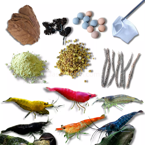 Dwarf Shrimp Mega Starter Pack-Live Animals-Glass Grown-Red Cherry-Glass Grown Aquatics-Aquarium live fish plants, decor
