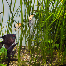 Load image into Gallery viewer, Italian Vallisneria 3 Pack-Aquatic Plants-Glass Grown-Glass Grown Aquatics-Aquarium live fish plants, decor

