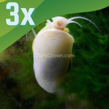 Load image into Gallery viewer, Ivory Mystery Snail-Live Animals-Glass Grown-Pack of Three Snails-Glass Grown Aquatics-Aquarium live fish plants, decor
