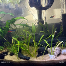 Load image into Gallery viewer, Dwarf Sagittaria Subulata-Aquatic Plants-Glass Grown-3x Plants-Glass Grown Aquatics-Aquarium live fish plants, decor
