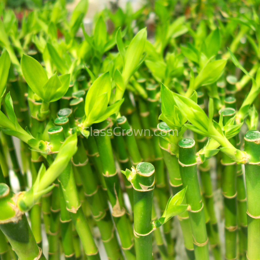 wild lucky bamboo Lucky Bamboo Plant – Glass Grown Aquatics