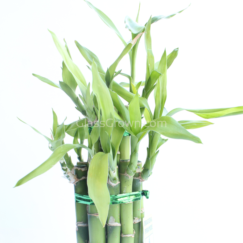 Lucky Bamboo Plant – Glass Grown Aquatics