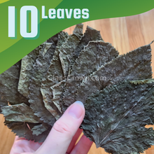 Load image into Gallery viewer, Whole Malaysian Mulberry 10 Leaves-Aquarium Decor-Glass Grown Aquatics-Glass Grown Aquatics-Aquarium live fish plants, decor
