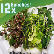 Load image into Gallery viewer, Mystery Bunch plant-Aquatic Plants-Glass Grown Aquatics-12 Bunches-Glass Grown Aquatics-Aquarium live fish plants, decor
