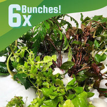 Load image into Gallery viewer, Mystery Bunch plant-Aquatic Plants-Glass Grown Aquatics-6 Bunches-Glass Grown Aquatics-Aquarium live fish plants, decor

