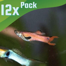 Load image into Gallery viewer, Mystery Endlers 6 Pack-Live Animals-Glass Grown-School of 12-Glass Grown Aquatics-Aquarium live fish plants, decor
