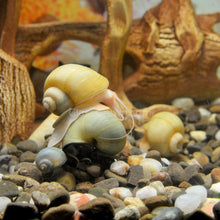 Load image into Gallery viewer, Golden Mystery Snail-Live Animals-Glass Grown-Single Snail-Glass Grown Aquatics-Aquarium live fish plants, decor
