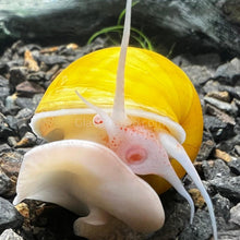 Load image into Gallery viewer, Golden Mystery Snail-Live Animals-Glass Grown-Single Snail-Glass Grown Aquatics-Aquarium live fish plants, decor
