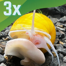 Load image into Gallery viewer, Golden Mystery Snail-Live Animals-Glass Grown-Pack of Three Snails-Glass Grown Aquatics-Aquarium live fish plants, decor
