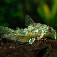 Load image into Gallery viewer, Peppered Corydoras (Plateus Cory) 6 pack-Live Animals-Glass Grown Aquatics-School of 6-Glass Grown Aquatics-Aquarium live fish plants, decor
