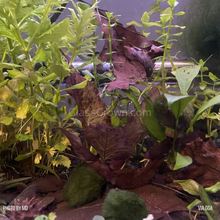 Load image into Gallery viewer, Red Tiger Lotus Bulb-Aquatic Plants-Glass Grown-Glass Grown Aquatics-Aquarium live fish plants, decor
