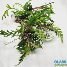 Load and play video in Gallery viewer, Bunch Hygrophila Pinnatifida
