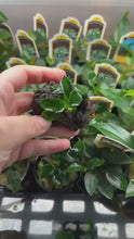 Load and play video in Gallery viewer, Lava Rock Anubias Nana Petite
