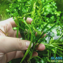 Load and play video in Gallery viewer, Corkscrew Vesuvius Sword (Helanthium augustifolia 'Vesuvius')

