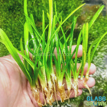 Load and play video in Gallery viewer, Dwarf Sagittaria Subulata
