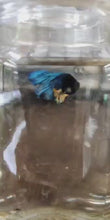 Load and play video in Gallery viewer, Male Mustard Gas Halfmoon Betta
