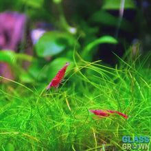 Load and play video in Gallery viewer, Dwarf Hairgrass Clump
