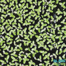 Load and play video in Gallery viewer, Lesser Duckweed 2oz Portion

